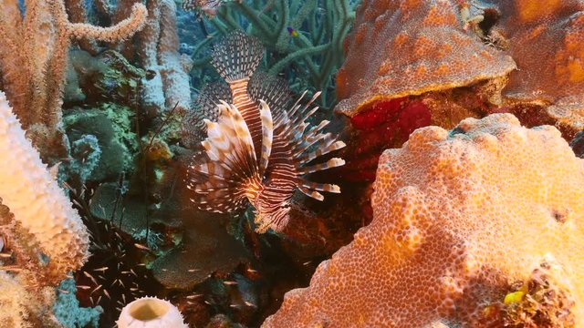 Seascape of coral reef in Caribbean Sea with Lion Fish, coral and sponge