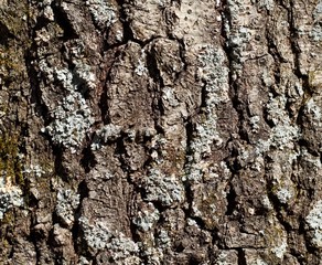 A close view of the tree bark surface.