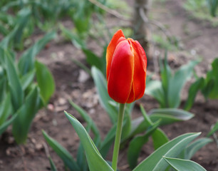 Tulips in the garden. Shot of an tulips in bloom is working perfectly with the green background. Spring background. Greeting card for Valentine's Day, Woman's Day and Mother's Day. Flowers concept.