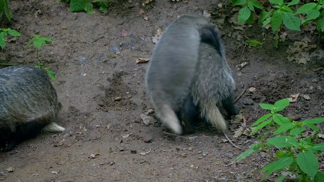 European badger (Meles meles) family at the burrow fighting