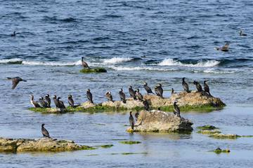 Kormorane im Herbst an der Ostsee