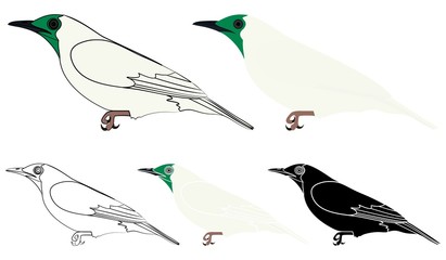 Araponga bird in profile view