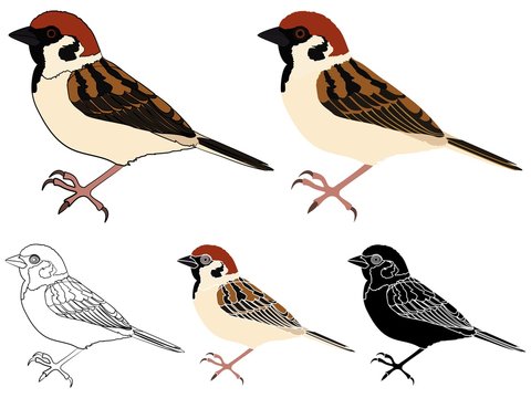 Pardal bird in profile view