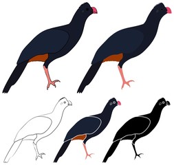 Northeast Mutum Bird in profile view