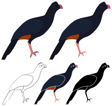Northeast Mutum Bird in profile view