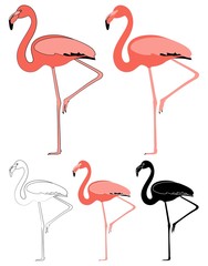 Flamingo bird in profile view