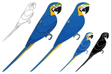 Arara caninde bird in profile view - obrazy, fototapety, plakaty