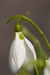 Obraz premium Snowdrop flower as Spring symbol blooming in the forest. Close up