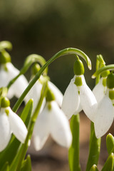 Fototapeta premium Wild white snowdrops close-up in spring