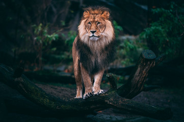 male lion