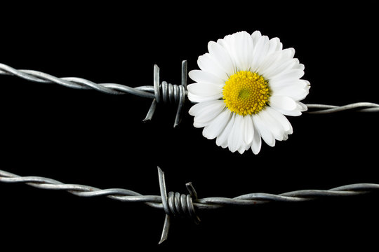 Daisy flower and barbed wire. Concept of suppression or war in contrast to caring, peace and hope