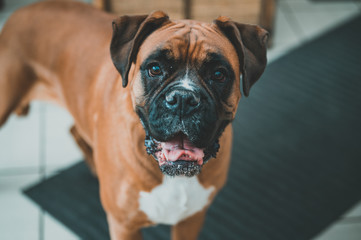 boxer dog portrait