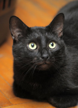 black cat with a sad look