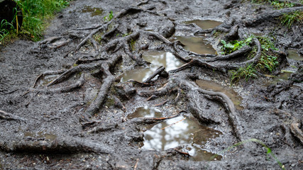 Muddy Roots