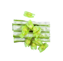 Moringa seed, of Moringa isolated on white back ground