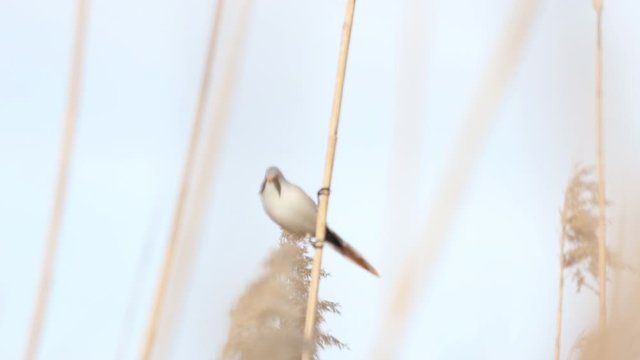 beautiful bird sits on a reed and licks in the wind