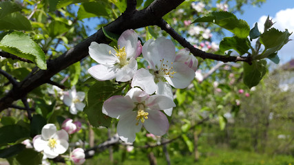 flowers of apple tree in the garden