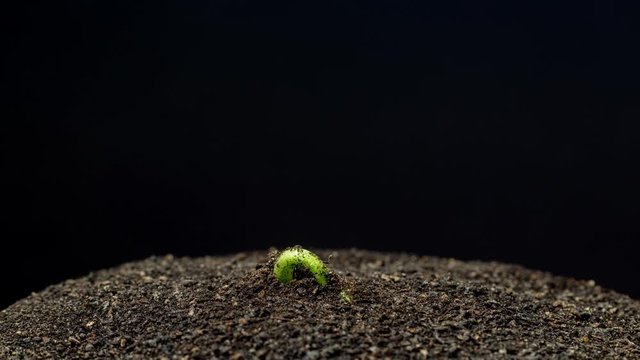 Soy bean sprout growing timelapse 