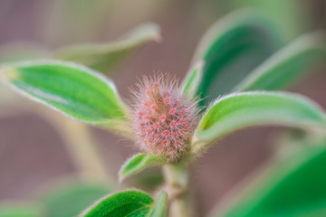 Melastoma is a genus in the family Melastomataceae