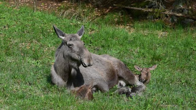 Moose (Alces alces) female / cow with two calves resting in grassland at forest edge and chewing the semidigested cud