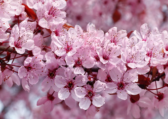 Beautiful pinkalmond or cherry flowers growing on a tree and showing off their pink beauty in the sunshine