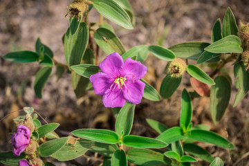 Melastoma is a genus in the family Melastomataceae