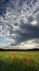 Vertical panorama with dramatic clouds infront of a green wheatfield with some red poppies growing in it in Bavaria, Germany