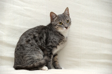gray and white shorthair cat on a light background