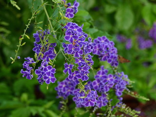 夏の日のデュランタ