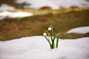 Gentle first flowers in early spring in the melt snow in a forest glade. The flower garden is spring.