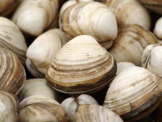 fresh raw Surf clam background