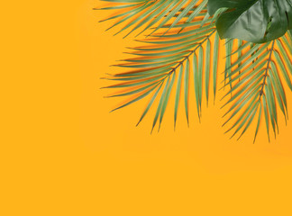 Tropical leaves on a orange background. Tropical leaves of jungle palm trees on a colored minimal background. Flatlay concept, copy space