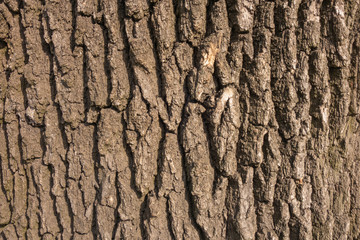 The bark of the tree is brown. Creative vintage background.