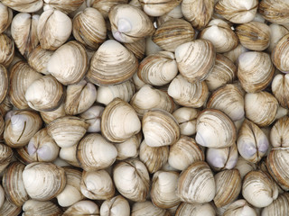 fresh raw Surf clam background