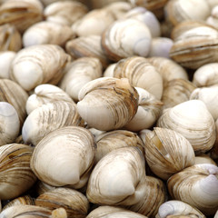 fresh raw Surf clam background