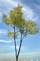 One tree and sky background.