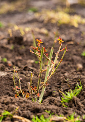 Fresh green spiky seedlings of rose bushes in the garden
