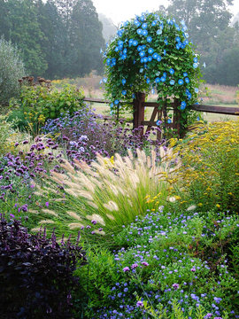 A country garden in fall (autumn) with flowers, herbs, shrubs, trees, ornamental grasses, an arbor (arch) covered with 'Heavenly Blue' morning glory, and fence