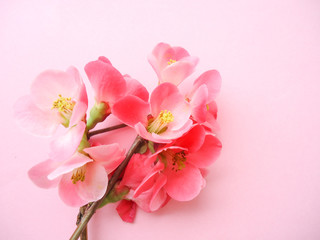 Naklejka na ściany i meble pink spring blossom