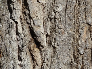 TEXTURA ÁSPERA CORTEZA DE ÁRBOL NATUAL