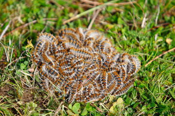 Chenilles processionnaires en boule sur de la pelouse