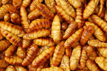 Silkworm pupae