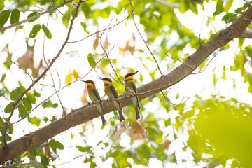 Three Chestnut headed Bee eater birds on tree branch.	
