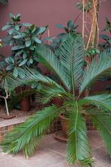 Fototapeta na wymiar Palm leaf closeup. Different green tropical plants, such as palm trees in a botanical garden or arboretum. 