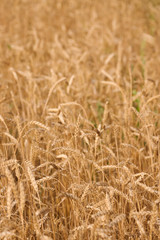 backdrop of ripening ears of yellow wheat field on the sunset cloudy orange sky background. Close up nature photo. 