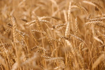 backdrop of ripening ears of yellow wheat field on the sunset cloudy orange sky background. Close up nature photo. 