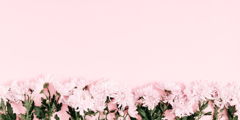 Beautiful flowers composition. Pink flowers chamomile on pastel pink background. Valentines Day, Happy Women's Day, Mother's day. Flat lay, top view, copy space