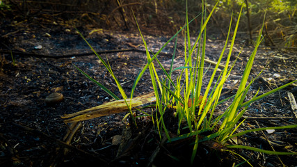 stream in the forest