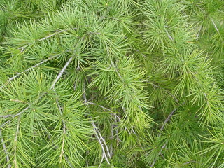 RAMAS VERDES DEL PINO 