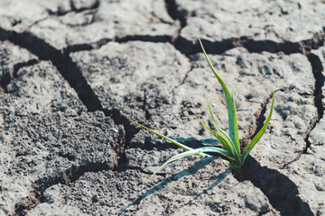 sprout is born among dry cracked earth